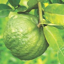 সিলেটের সাতকরা (৫টি)